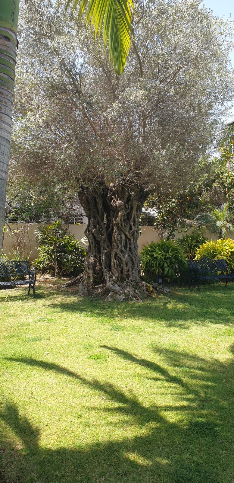 גינה פרטית לאחר עיצוב